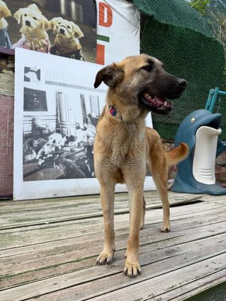 Bambu sucht ein Zuhause / Pflegestelle