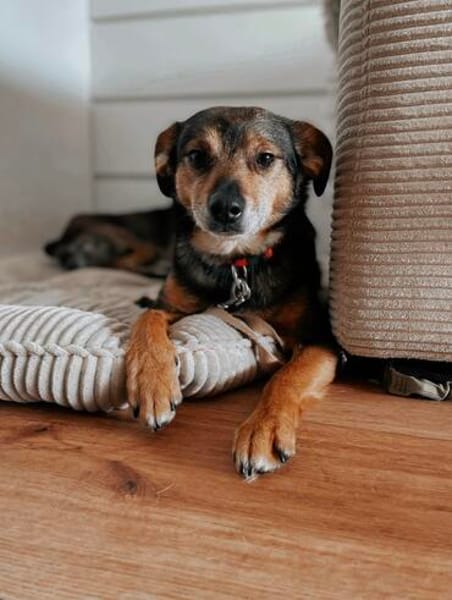Laki  menschenbezogener Herzenshund sucht sein Für-immer