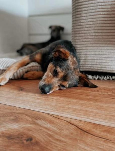 Laki  menschenbezogener Herzenshund sucht sein Für-immer