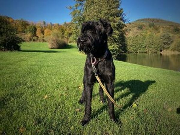 Muná, Riesenschnauzer (geb.05/2021)