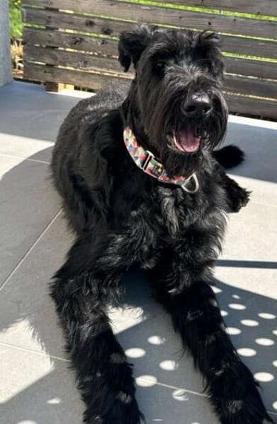 Muná, Riesenschnauzer (geb.05/2021)