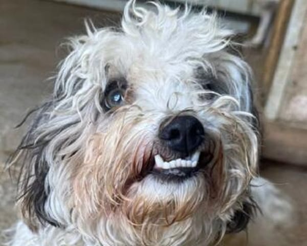 SMILEY-zauberhafter, liebenswürdiger Bichon-Mix-Rüde