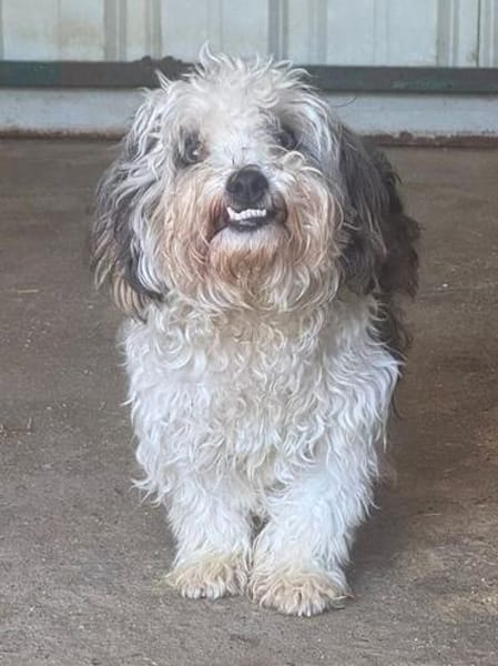SMILEY-zauberhafter, liebenswürdiger Bichon-Mix-Rüde