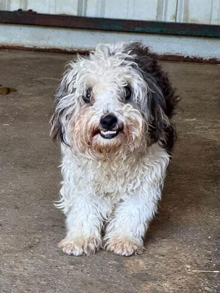 SMILEY-zauberhafter, liebenswürdiger Bichon-Mix-Rüde