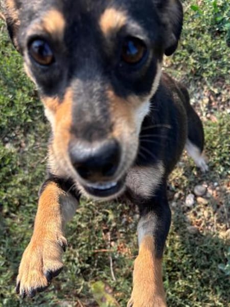 Primadonna, junge Pinscher Hündin