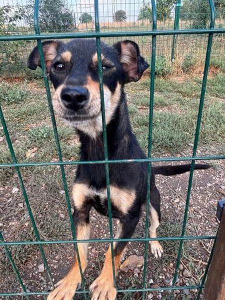 Primadonna, junge Pinscher Hündin