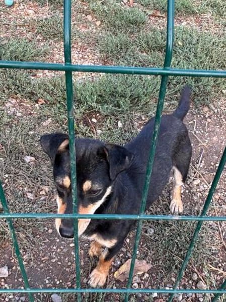 Primadonna, junge Pinscher Hündin