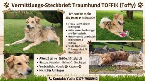 Toffik sucht sein liebevolles Zuhause