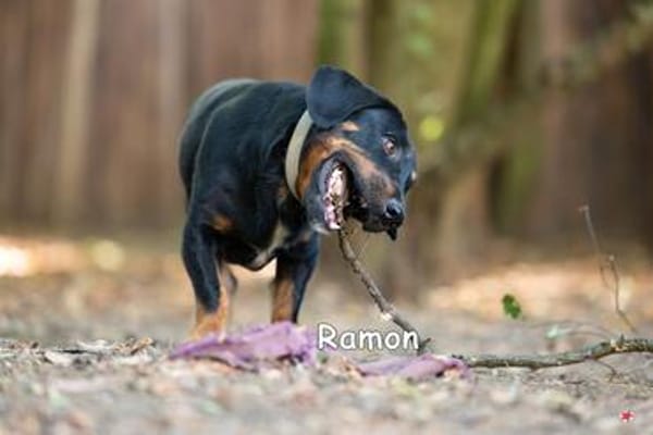 RAMON