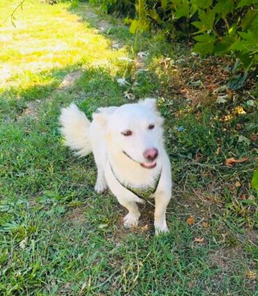 Kokonimix Theo sucht Zuhause