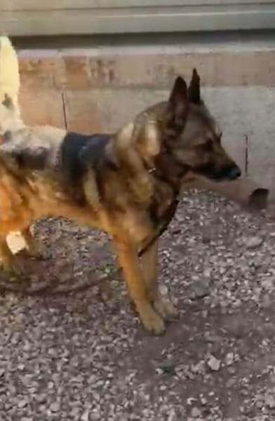 Rex ein liebevoller Schäferhund Sucht ein Zuhause