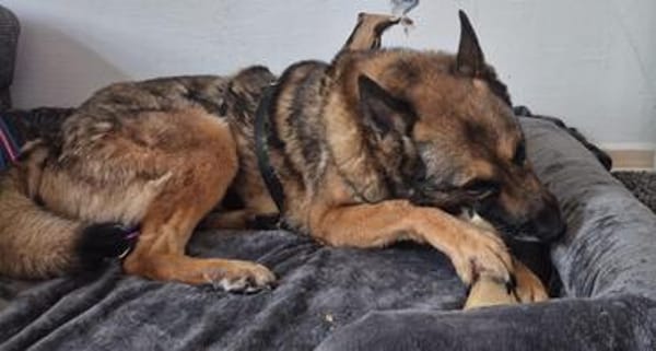 Rex ein liebevoller Schäferhund Sucht ein Zuhause