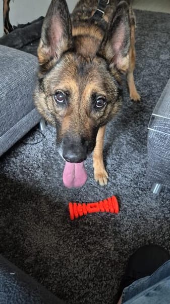 Rex ein liebevoller Schäferhund Sucht ein Zuhause