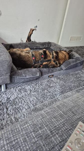 Rex ein liebevoller Schäferhund Sucht ein Zuhause
