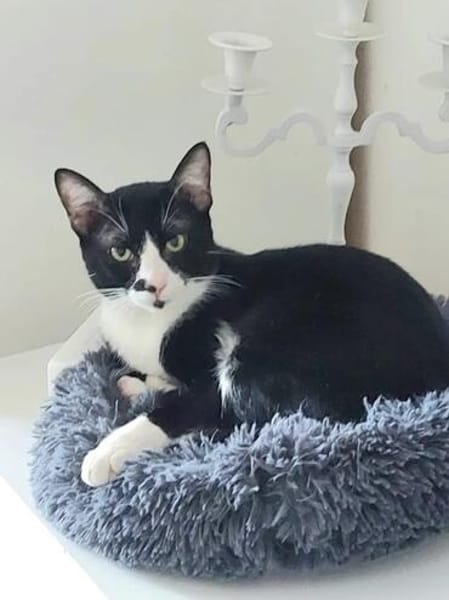 Milo Freundlicher Kater sucht Familie zum Kuscheln