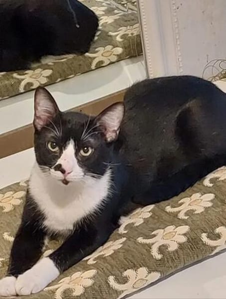 Milo Freundlicher Kater sucht Familie zum Kuscheln