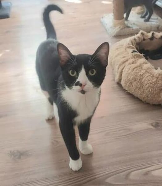 Milo Freundlicher Kater sucht Familie zum Kuscheln