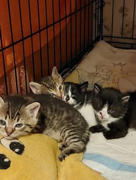 Milo Freundlicher Kater sucht Familie zum Kuscheln