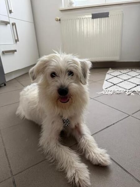 Benny - zuckersüßer Wuschel sucht seine eigene Familie