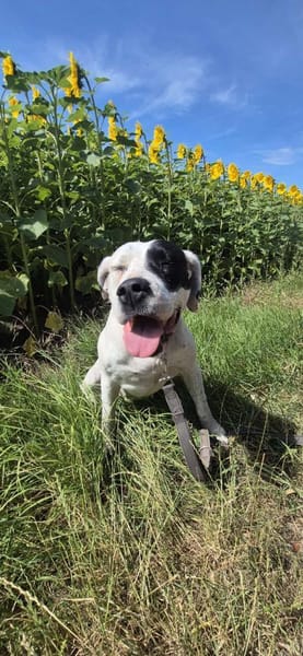 Nala sucht ein neues Zuhause