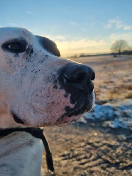 Nala sucht ein neues Zuhause