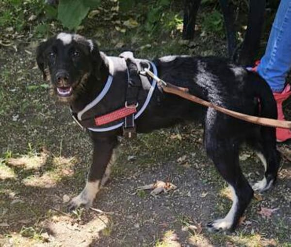 Zoe, freundlicher Welpe sucht Familie
