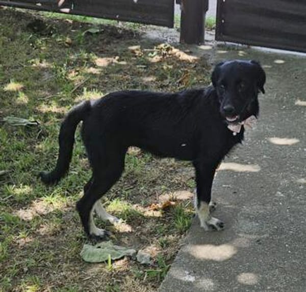 Zoe, freundlicher Welpe sucht Familie