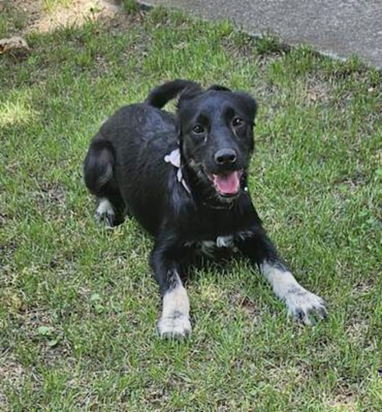 Zoe, freundlicher Welpe sucht Familie