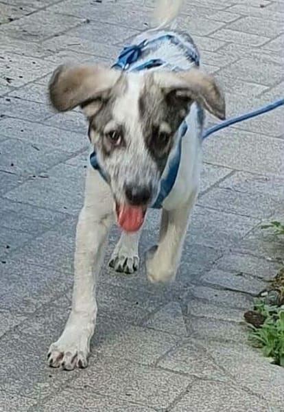 sehr lieber Welpenjunge Joker auf PS in 92348 Berg