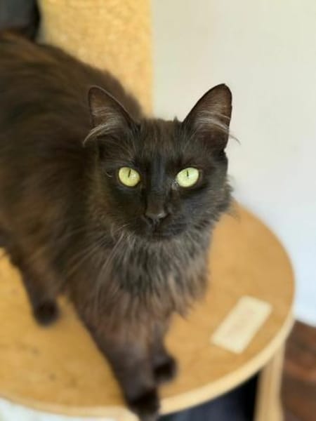 Ruhige Katze Pluma