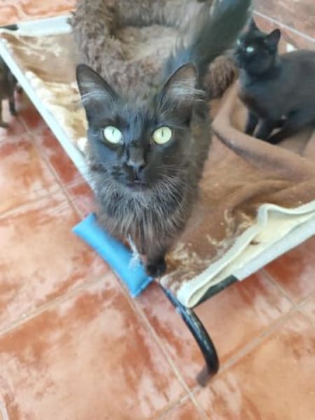 Ruhige Katze Pluma