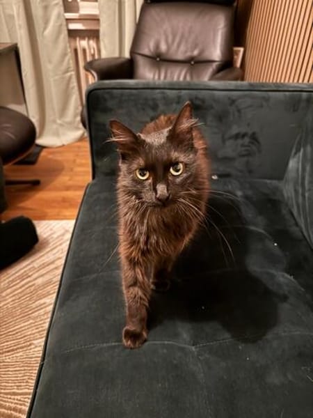 Ruhige Katze Pluma