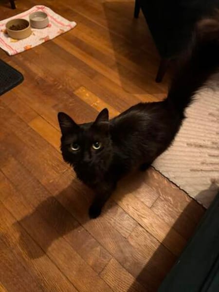 Ruhige Katze Pluma