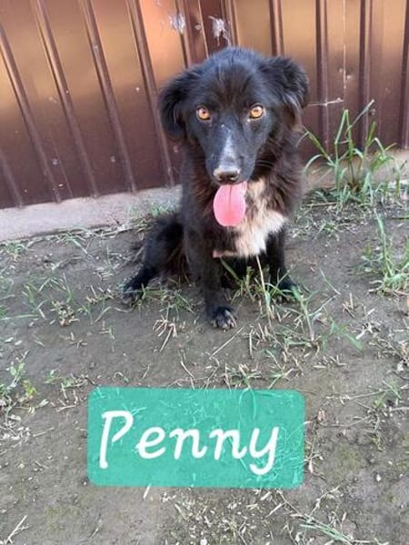 PENNY-hübsche, fröhliche Mischling-Hündin
