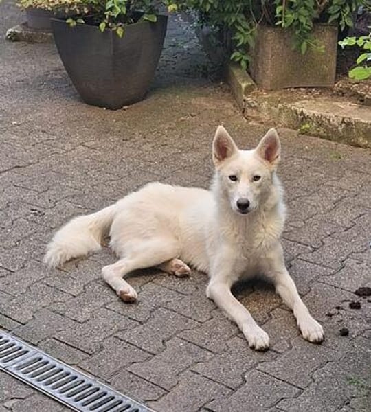 Marco