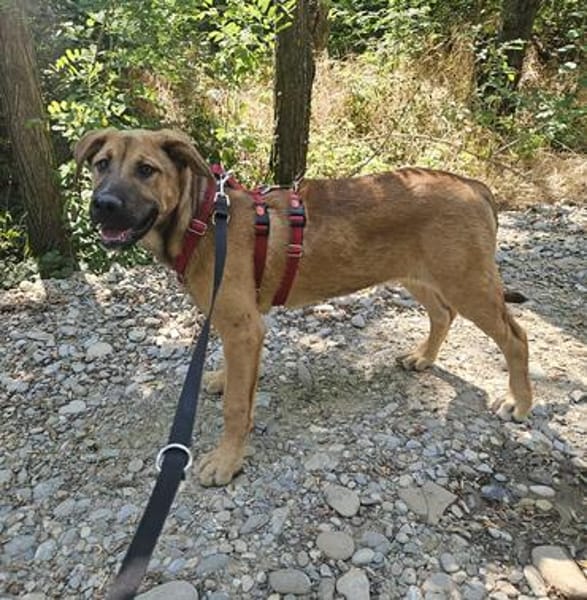 Ana ist in 35418 Buseck auf Pflegestelle