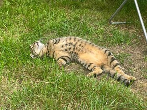 Junge temperamentvolle Katzen Lady mit besonderer Zeichnung