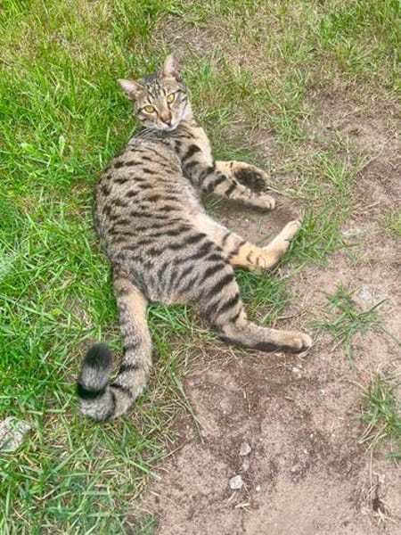 Junge temperamentvolle Katzen Lady mit besonderer Zeichnung
