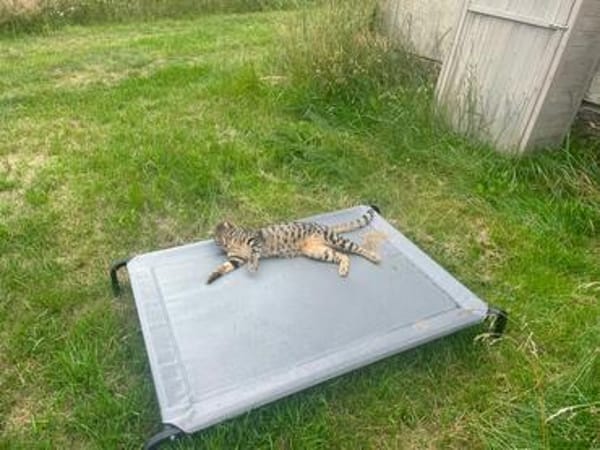 Junge temperamentvolle Katzen Lady mit besonderer Zeichnung