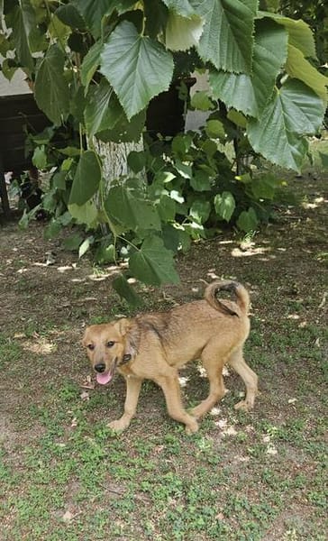 Max, ausgeglichener Welpe sucht Familie