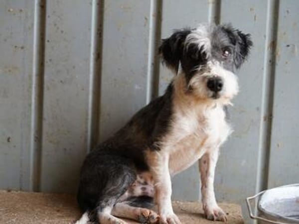 OREO-verschmuster,zuckersüßer Bichon-Mix-Rüde