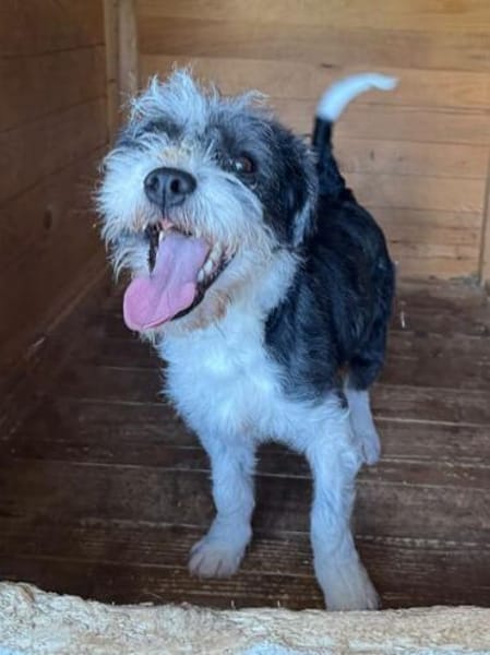 OREO-verschmuster,zuckersüßer Bichon-Mix-Rüde