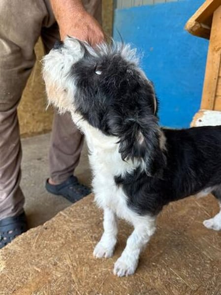 OREO-verschmuster,zuckersüßer Bichon-Mix-Rüde
