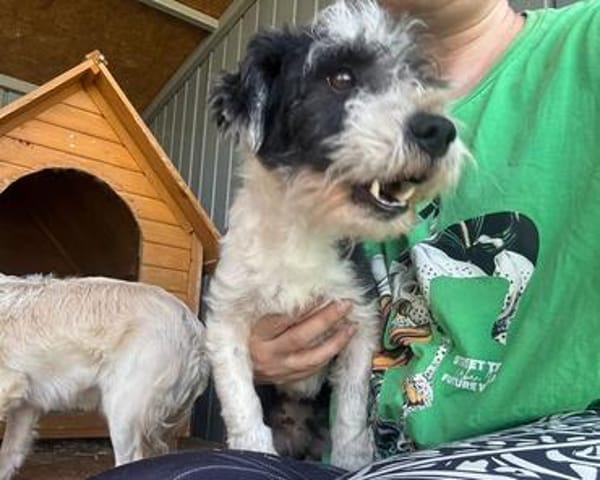 OREO-verschmuster,zuckersüßer Bichon-Mix-Rüde