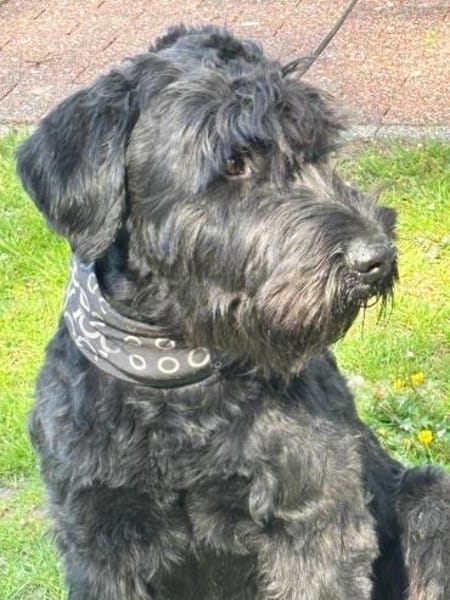 Camielo, Riesenschnauzer (geb. 07/2021)