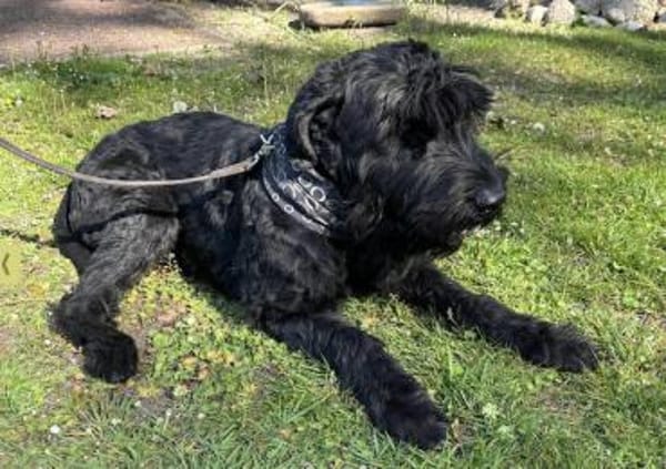 Camielo, Riesenschnauzer (geb. 07/2021)