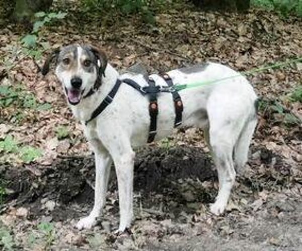 Elric ist ein wunderbarer, offener Hund!