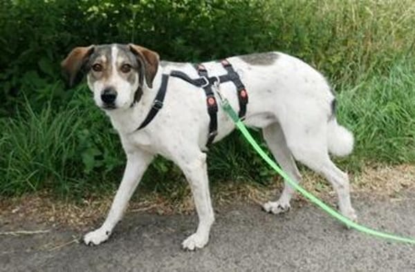Elric ist ein wunderbarer, offener Hund!