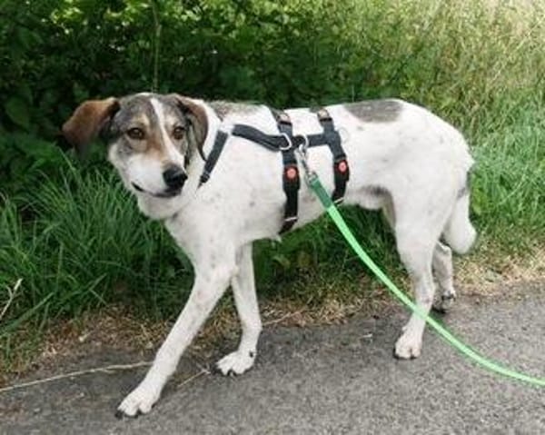 Elric ist ein wunderbarer, offener Hund!