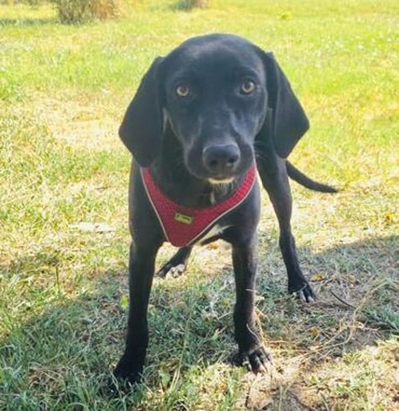 Anton ein Labrador Mischling